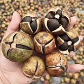 Metsikud kameeliaseemned